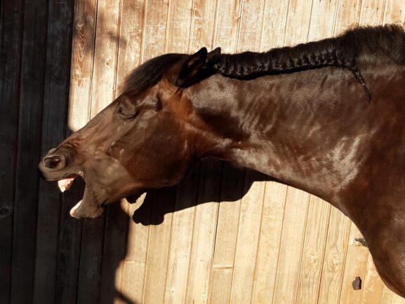 koń z warkoczykiem w grzywie