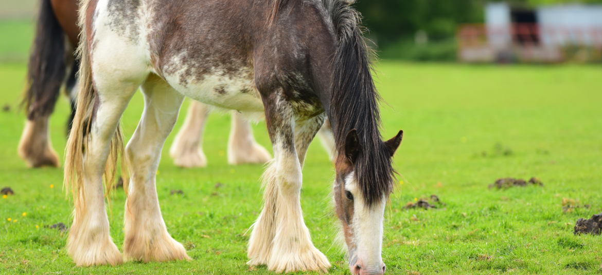 koń rasy clydesdale na łące