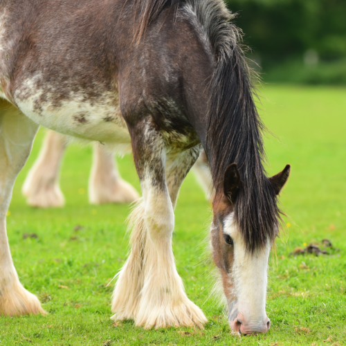 Clydesdale – łagodne olbrzymy znane z… reklam