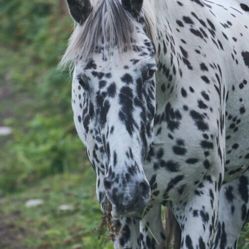 Appaloosa – stepowy potomek Mustangów
