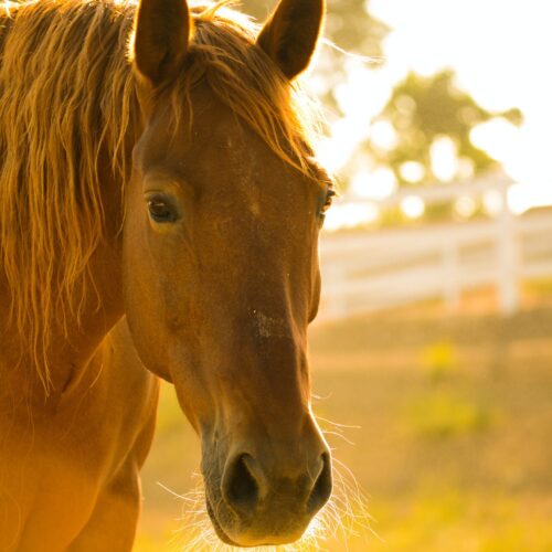 Quarter horse – sprinter z Ameryki