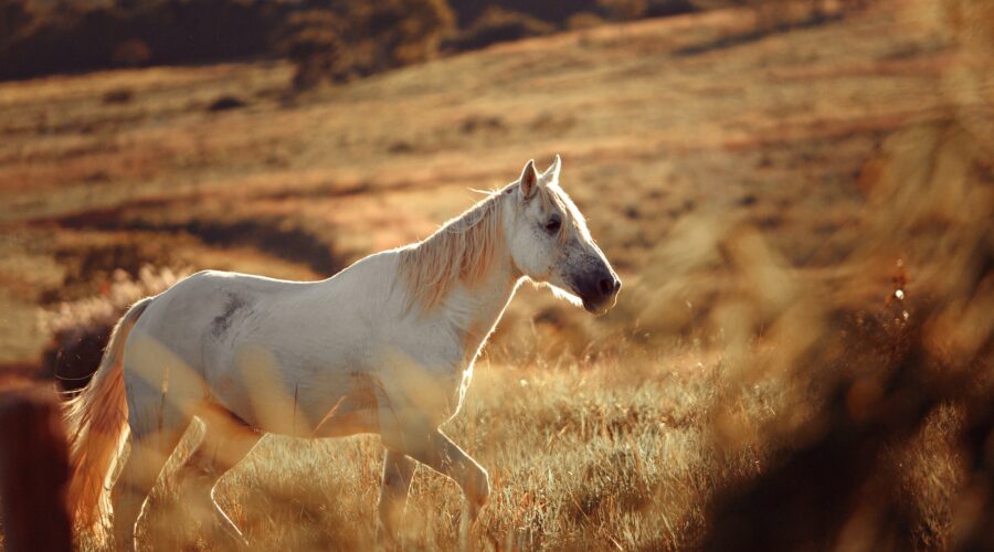 Gruda u konia – co to jest i jak ją leczyć?