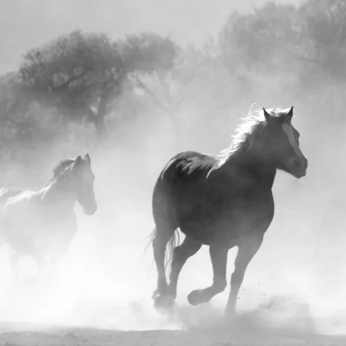 Monty Roberts – legenda świata jeździeckiego