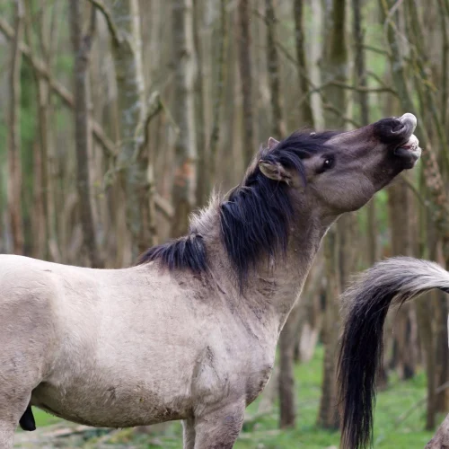 Konik polski – potomek tarpanów