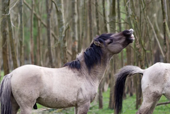 konik polski