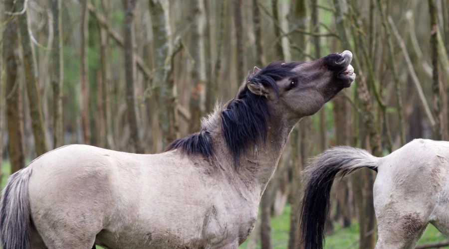 Konik polski – potomek tarpanów