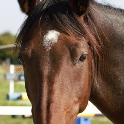 Dlaczego warto kupić konia? Argumenty dla rodziców