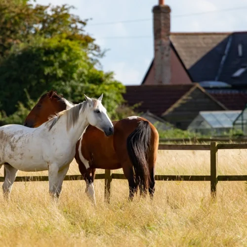 Kalosze dla konia – w jakim celu się je zakłada?