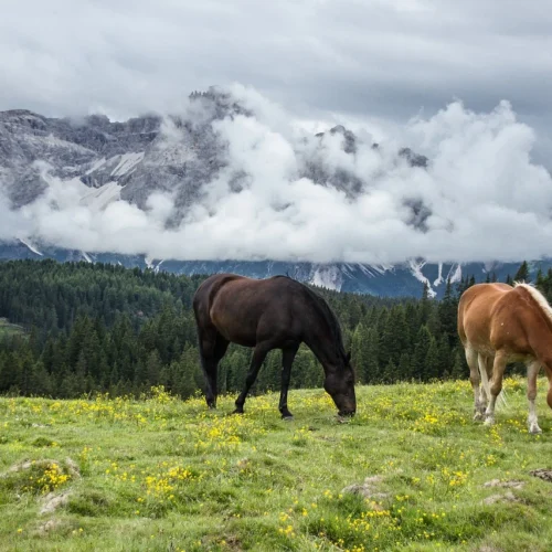 Konie Marwari – siła indyjskiej tradycji