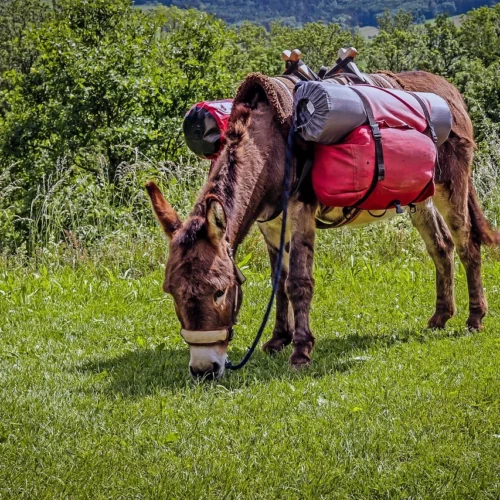 Muł, koń i osioł – co mają wspólnego?
