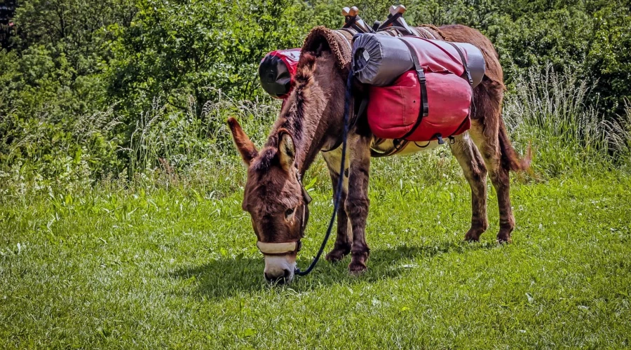 Muł, koń i osioł – co mają wspólnego?