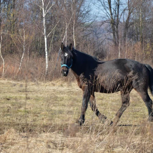 Jakie są najrzadsze maści koni?